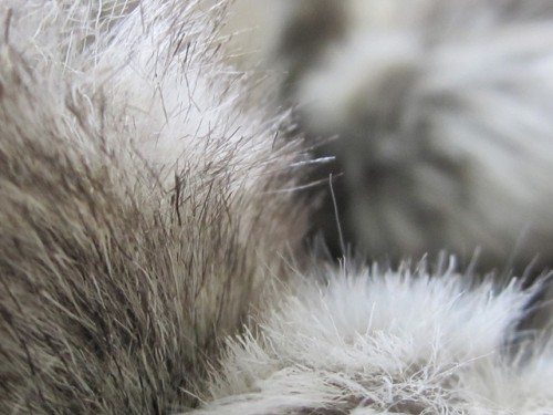 Faux-Fake-Fur-Detail-500x375