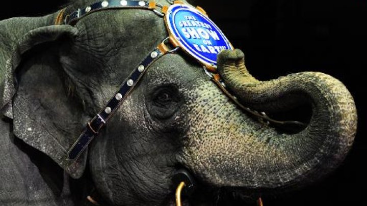 circus elephant