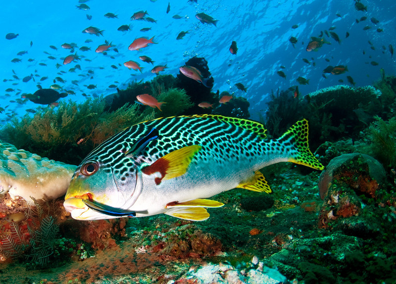 marine_life