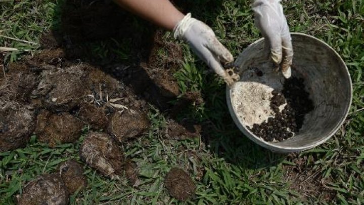Elephant dung coffee