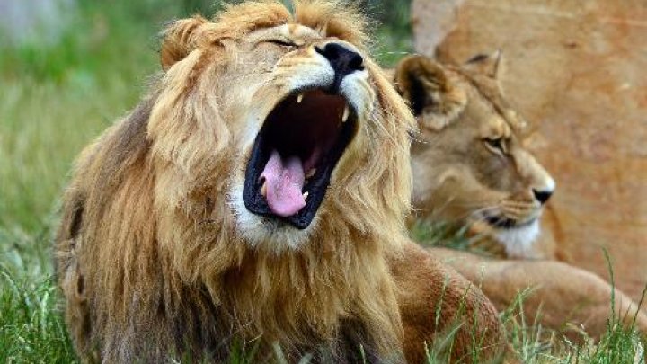 Lion