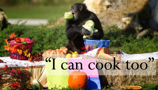 chimp cook