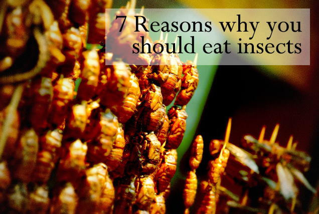 eat insects