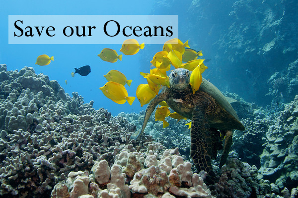 marine life