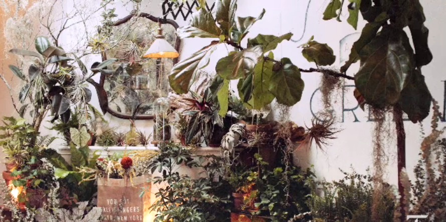 Styling plants 4