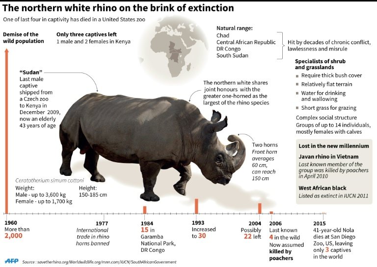 afp-rare-white-rhino-dies-in-us