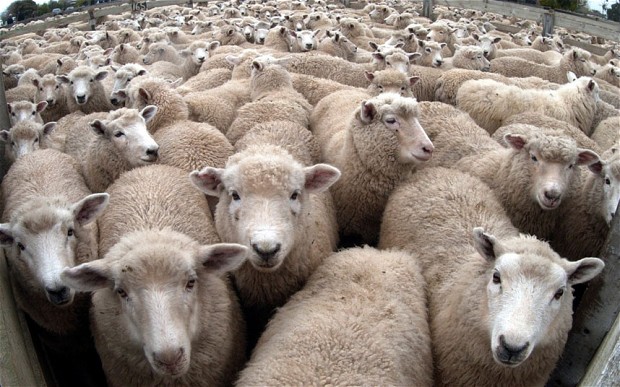 sheep_2724972i
