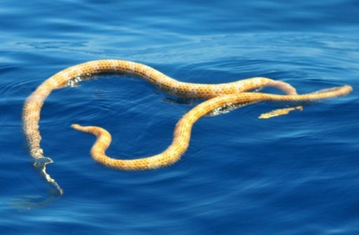 snake