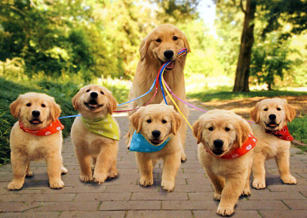 PET APP
