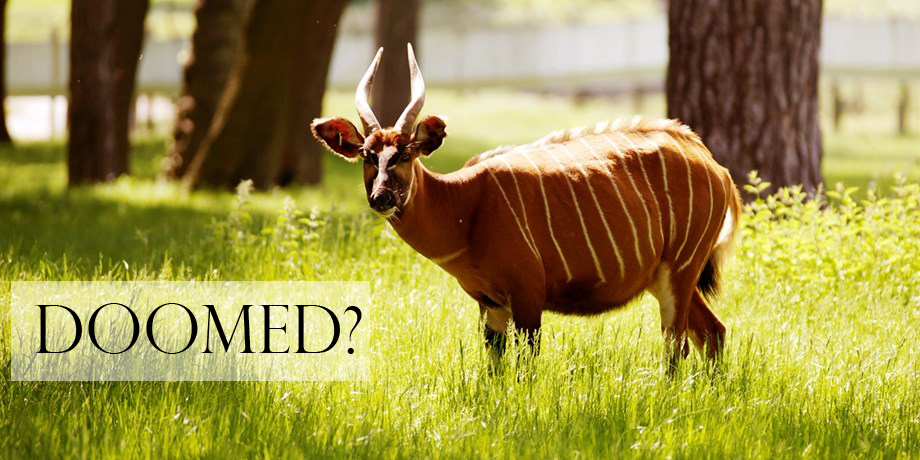 mountain bongo