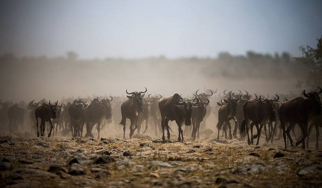 travel kenya migration