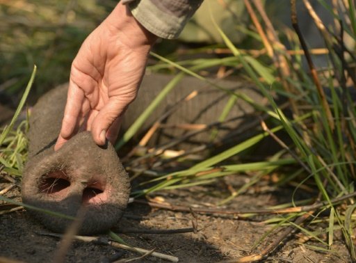conservation congo