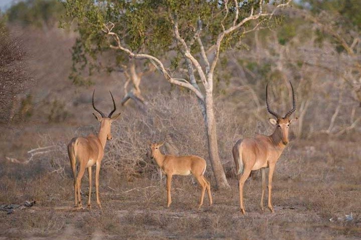 hirola antelope