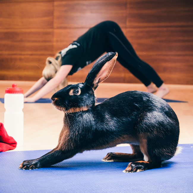 Wednesday 23rd March 2016, Virgin Active, Moogate, London: Gym bunnies are pictured enjoying the facilities at Virgin Active's Moorgate branch. Virgin Active announces today that it is holding free open days over Easter weekend as it challenges the nation to burn off 500 calories on traditionally one of the most over-indulgent days of the year. For more information or to find your local club visit www.virginactive.co.uk/easterweekend This picture:  Yoga bunny For further information or a full release please contact Nina Sanderson at Hope & Glory PR at nina.sanderson@hopeandglorypr.com or on 020 3588 9700 PR Handout - editorial usage only Copyright: © Mikael Buck / Virgin Active