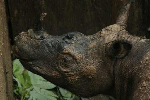 Indonesia's Borneo