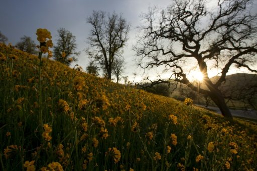 plants climate change
