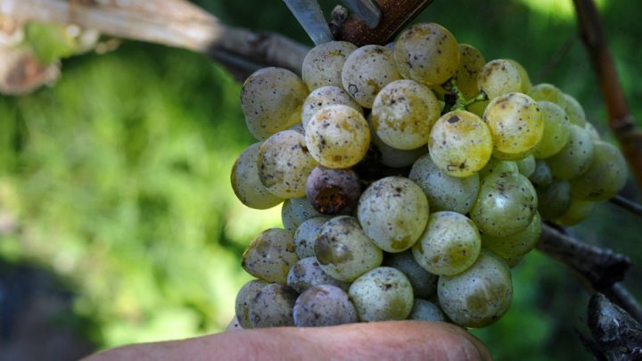 worlds top wine producer