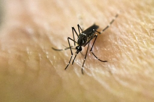 ZIKA VIRUS