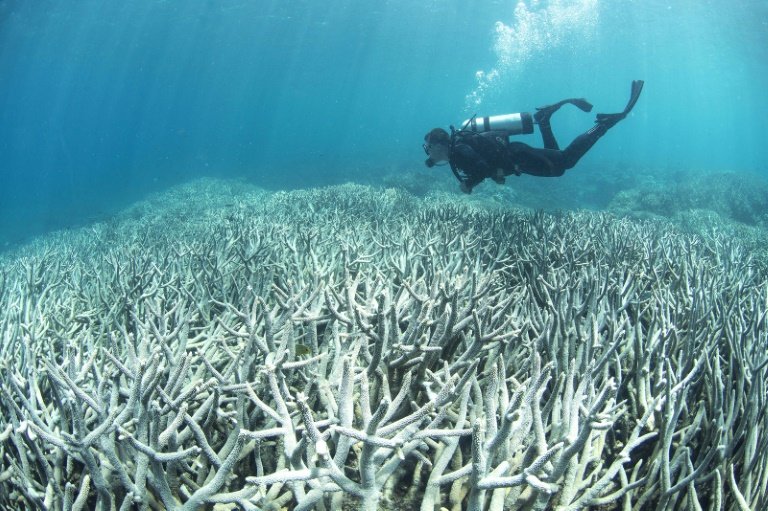 afp-large-parts-of-barrier-reef-dead-in-20-years-scientists conservation