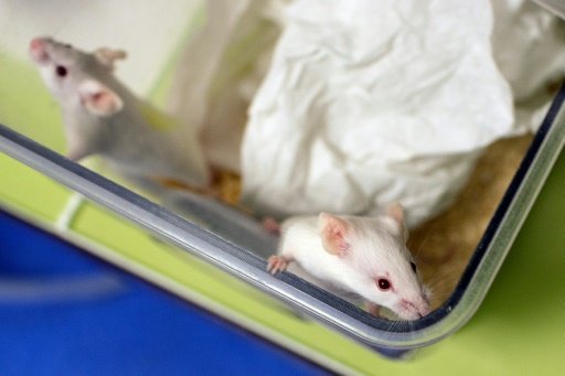 mice