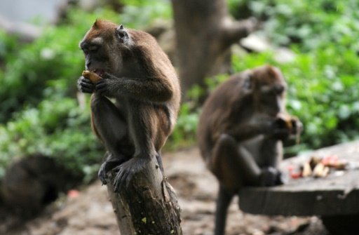 monkeys with HIV