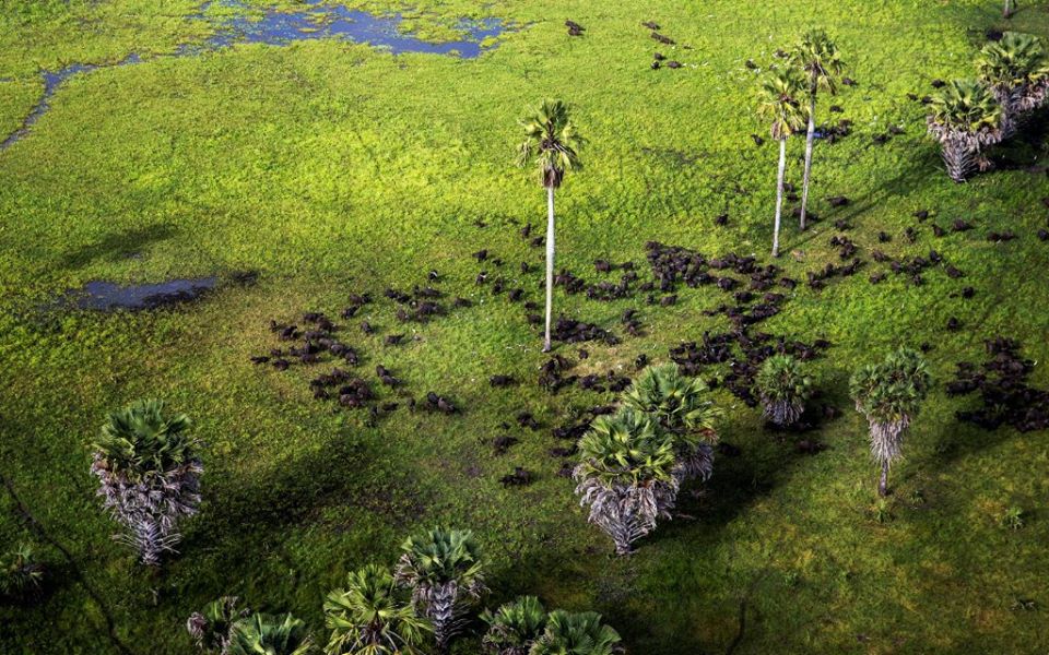 Pic c/o Lamu Conservation Trust
