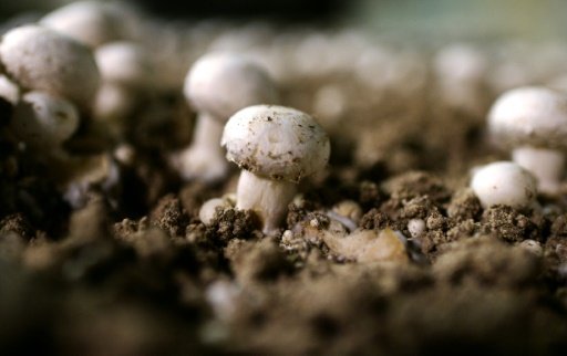 Magic Mushroom