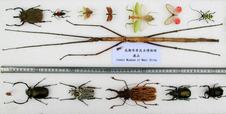 afp-chinese-bug-declared-worlds-longest-insect