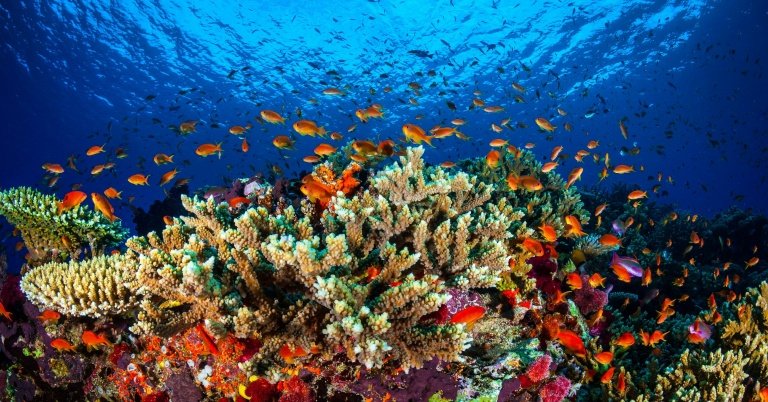 afp-now-or-never-to-save-barrier-reef-scientists conservation