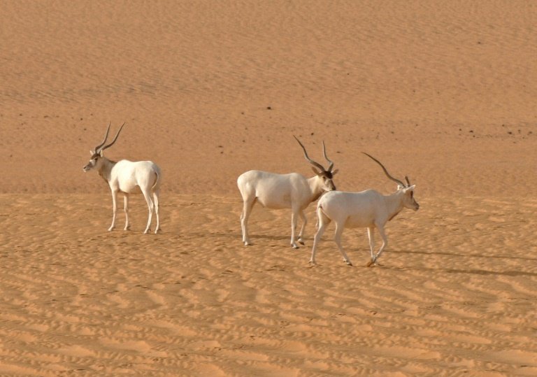 afp-saharan-addax-antelope-faces-imminent-extinction conservation