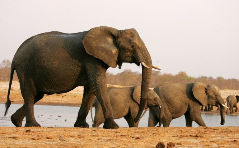 afp-severe-drought-forces-zimbabwe-to-sell-off-wildlife