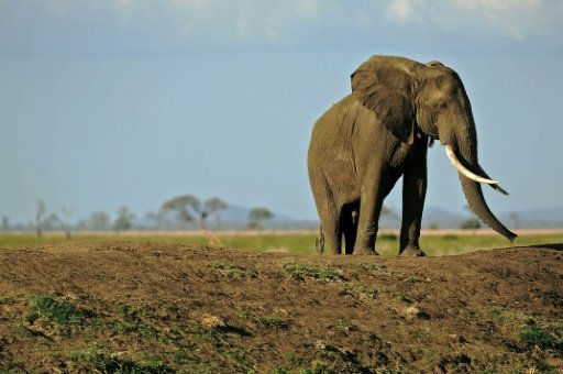Elephants in Tanzania
