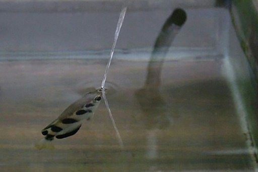 clever fish