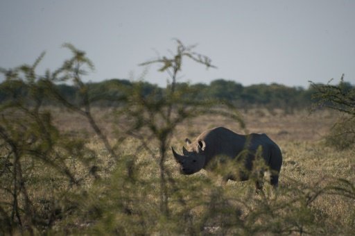 endangered rhino trophy hunt