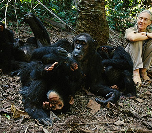 jane-with-chimpanzee-group-1b