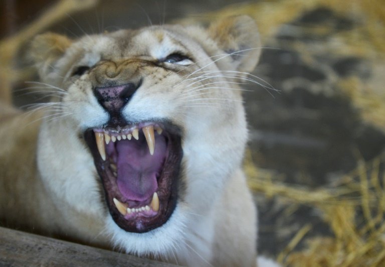 afp-dwindling-prey-bad-news-for-big-cats