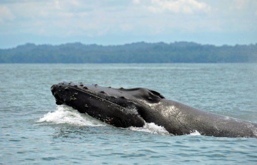 ships whales