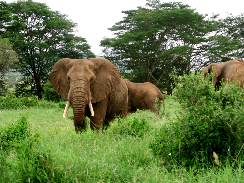 PHOTO: Taita hills sanctuary, Tsavo West National Park / Susan Wong