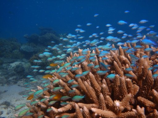 coral-fish