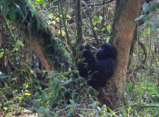 gorillas