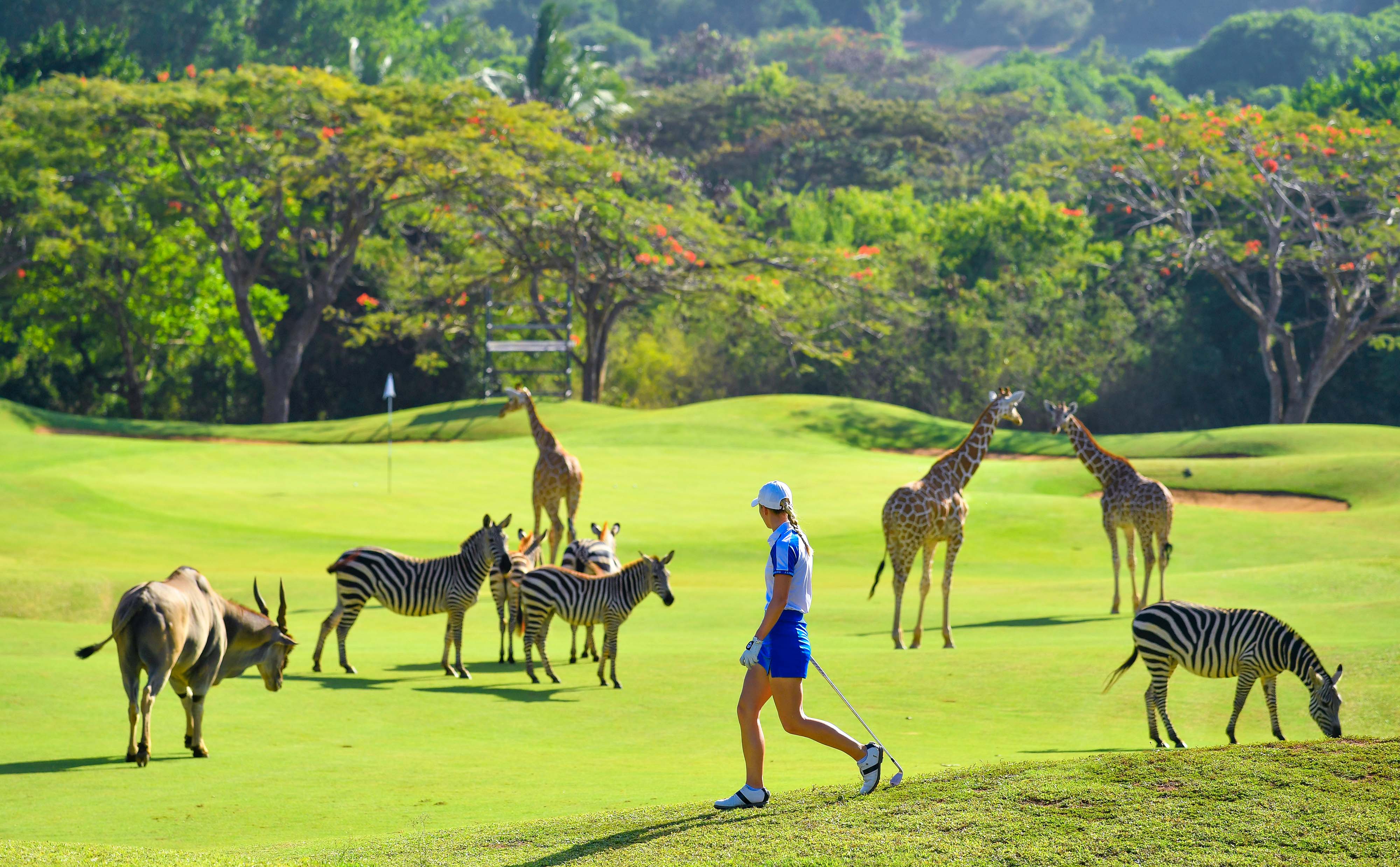 At Vipingo Ridge, golfers get to play alongside wildlife, providing a spectacular golfing experience