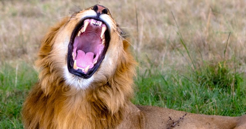 Champagne in the Bush, Lions on the Horizon: A Safari Like No Other at Olare Mara Kempinski, Masai Mara