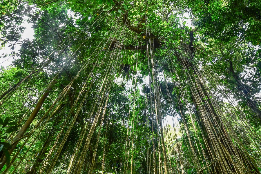 Xi calls for unprecedented efforts to improve global environmental governance