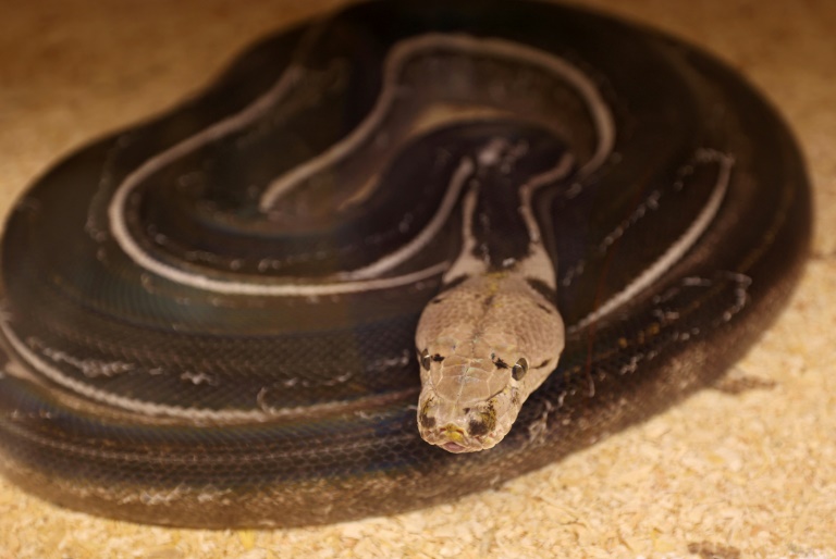 Children fall ill in India ‘after dead snake found in school meal’