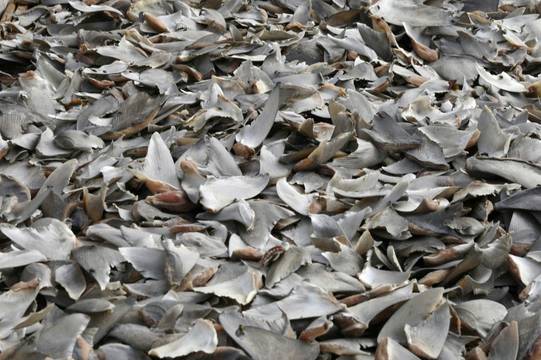 More than 3,000 shark fins confiscated in Colombia