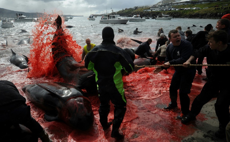 Outcry as Faroe Islands slaughter 1,400 dolphins in a day