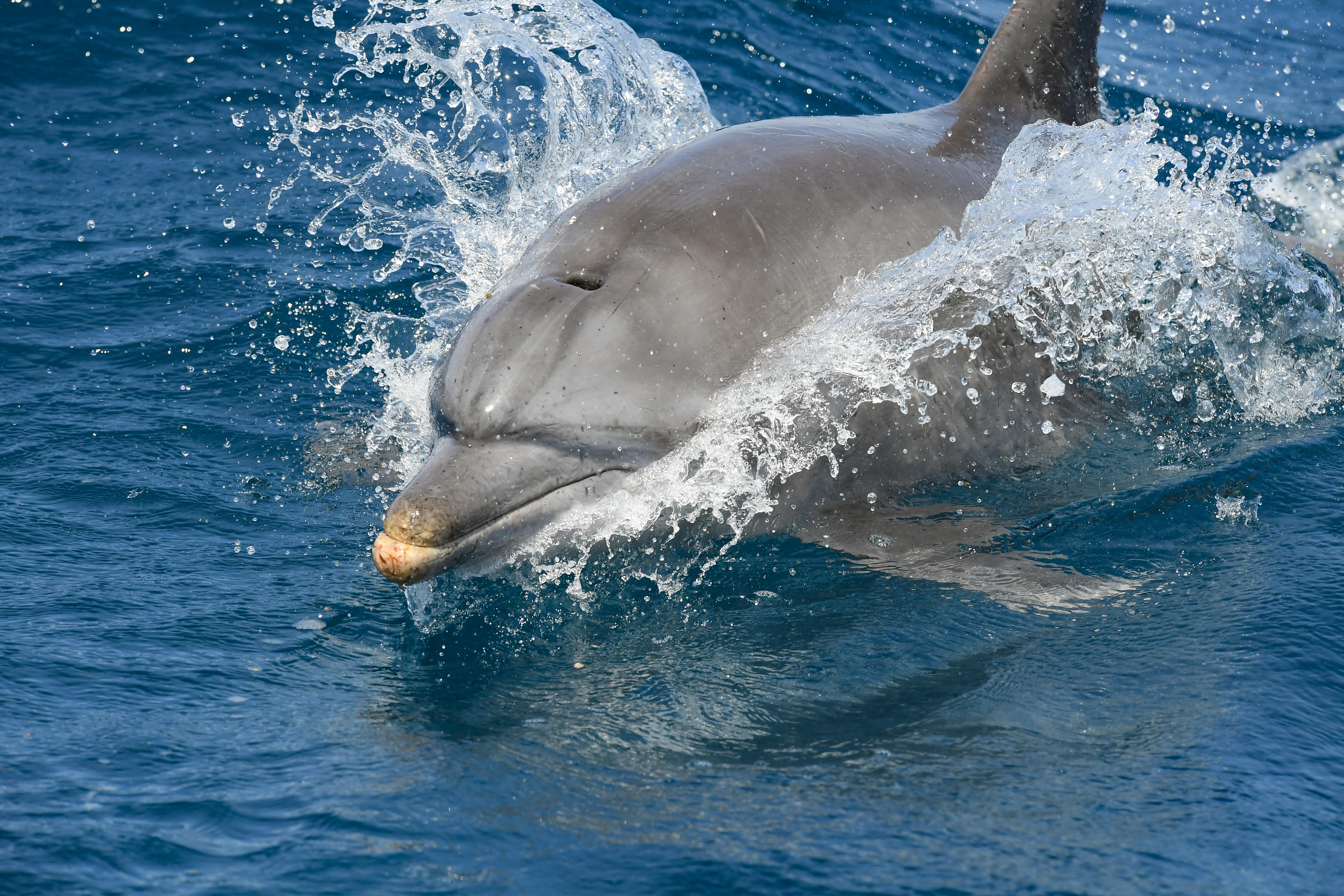 Kisite-Mpunguti makes history as Kenya’s first Blue Park marine park