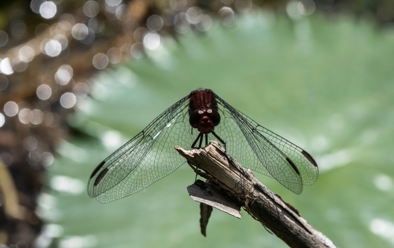 Wetlands destruction driving ‘sensitive’ dragonflies to brink