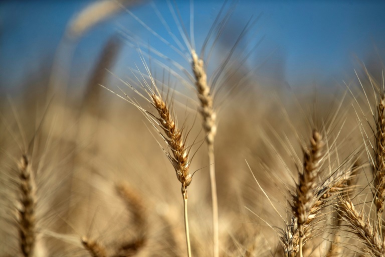 Punjab Farmers Threaten Protests Over Wheat Procurement and Prices