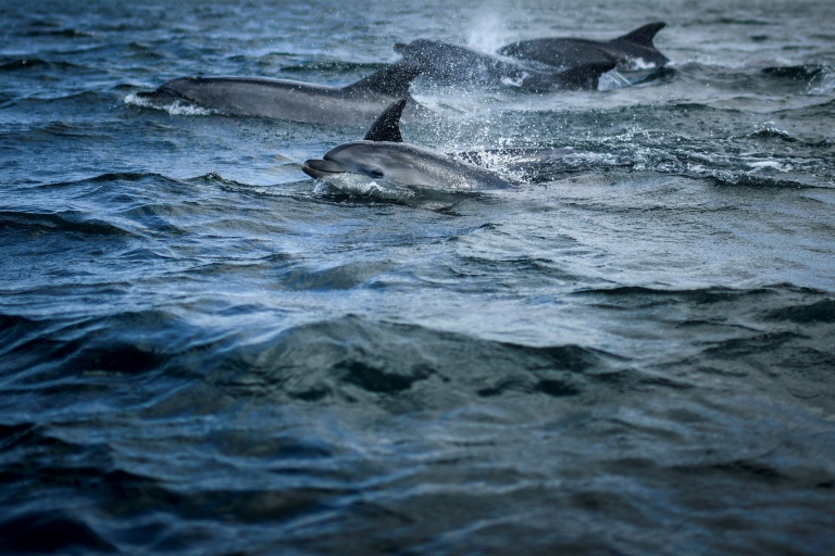 Oceans can propel Kenya’s economy if sustainably exploited
